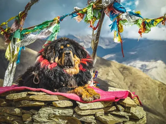 Tibetan Mastiff vs Lion: Who Would Win? 3 Tibetan Mastiff resting on blanket on stones