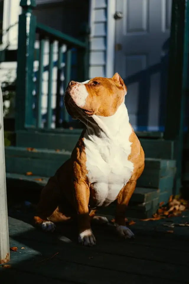 Pitbull vs Coyote: Strengths & Weaknesses - Who Wins? 3 White and Brown Short Coated Dog Sitting on Floor