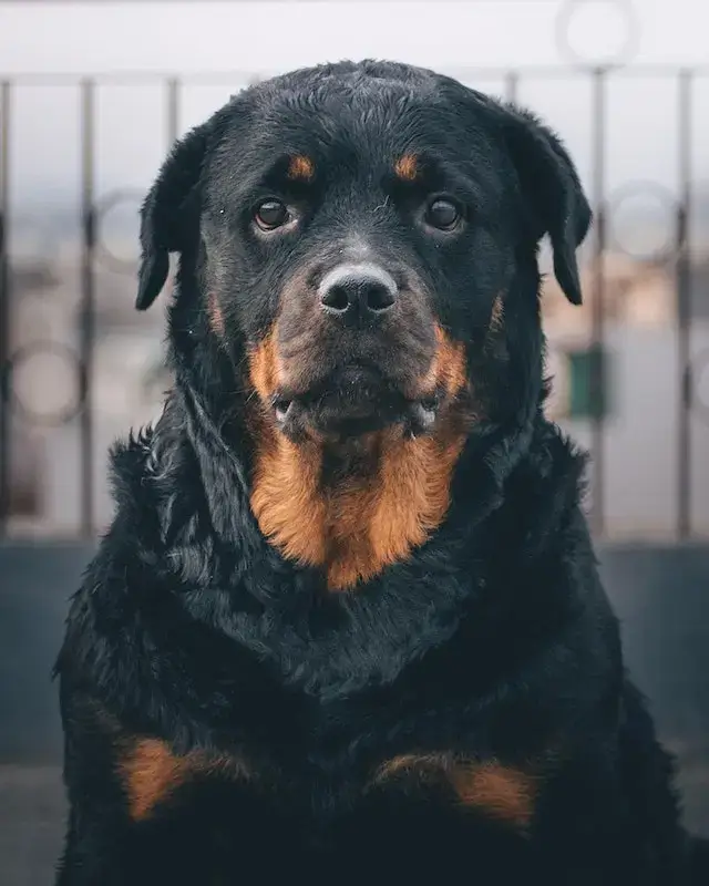 Tibetan Mastiff vs Lion: Who Would Win? 5 Black Rottweiler Dog in Close-up Photography