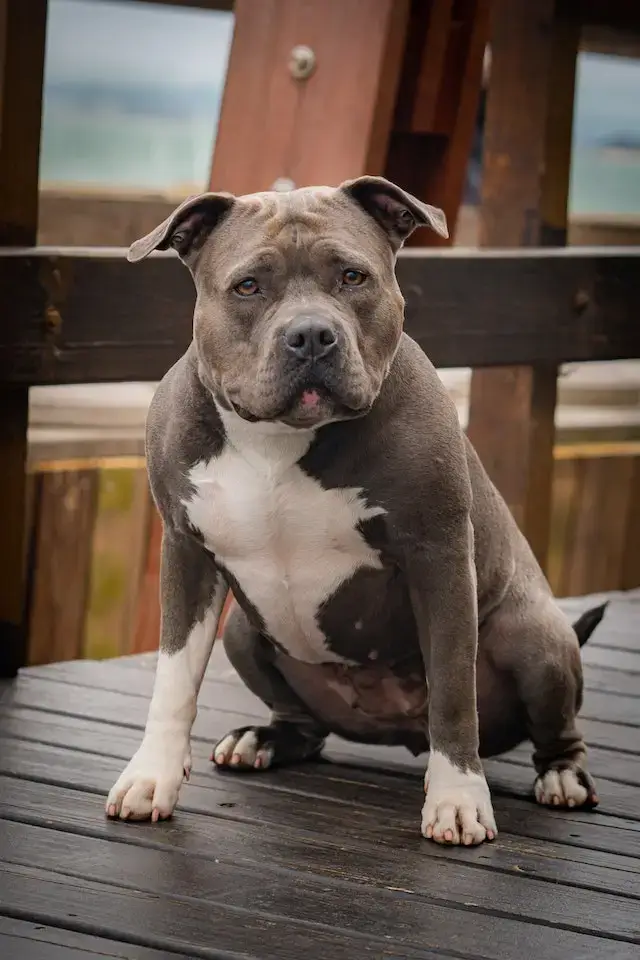 Pitbull vs Coyote: Strengths & Weaknesses - Who Wins? 5 Front view of a young Pitbull sitting.