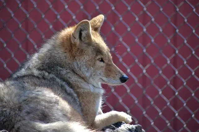 Pitbull vs Coyote: Strengths & Weaknesses - Who Wins? 6 A Furry Brown Coyote