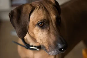 Rhodesian Ridgeback vs Lion – Who Will Win?