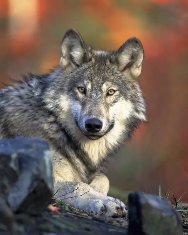 Tibetan Mastiff vs. Wolf: Strengths & Weaknesses 4 Wild wolf with golden eyes in autumn
