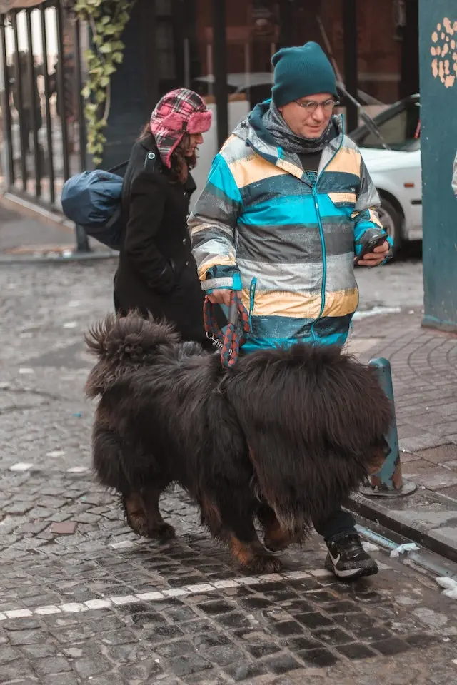 Tibetan Mastiff vs. Wolf: Strengths & Weaknesses 1 Tibetan Mastiff vs Wolf : Strengths and Weaknesses