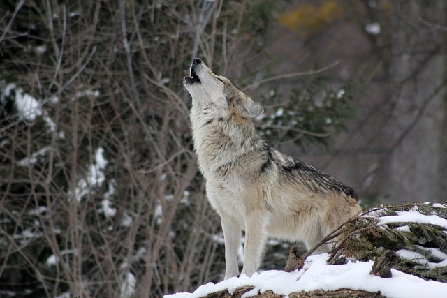 Tibetan Mastiff vs. Wolf: Strengths & Weaknesses 2 Howling wolf in snow