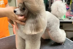15 Popular Poodle Haircut Styles You’ll [Absolutely] Want to Try!