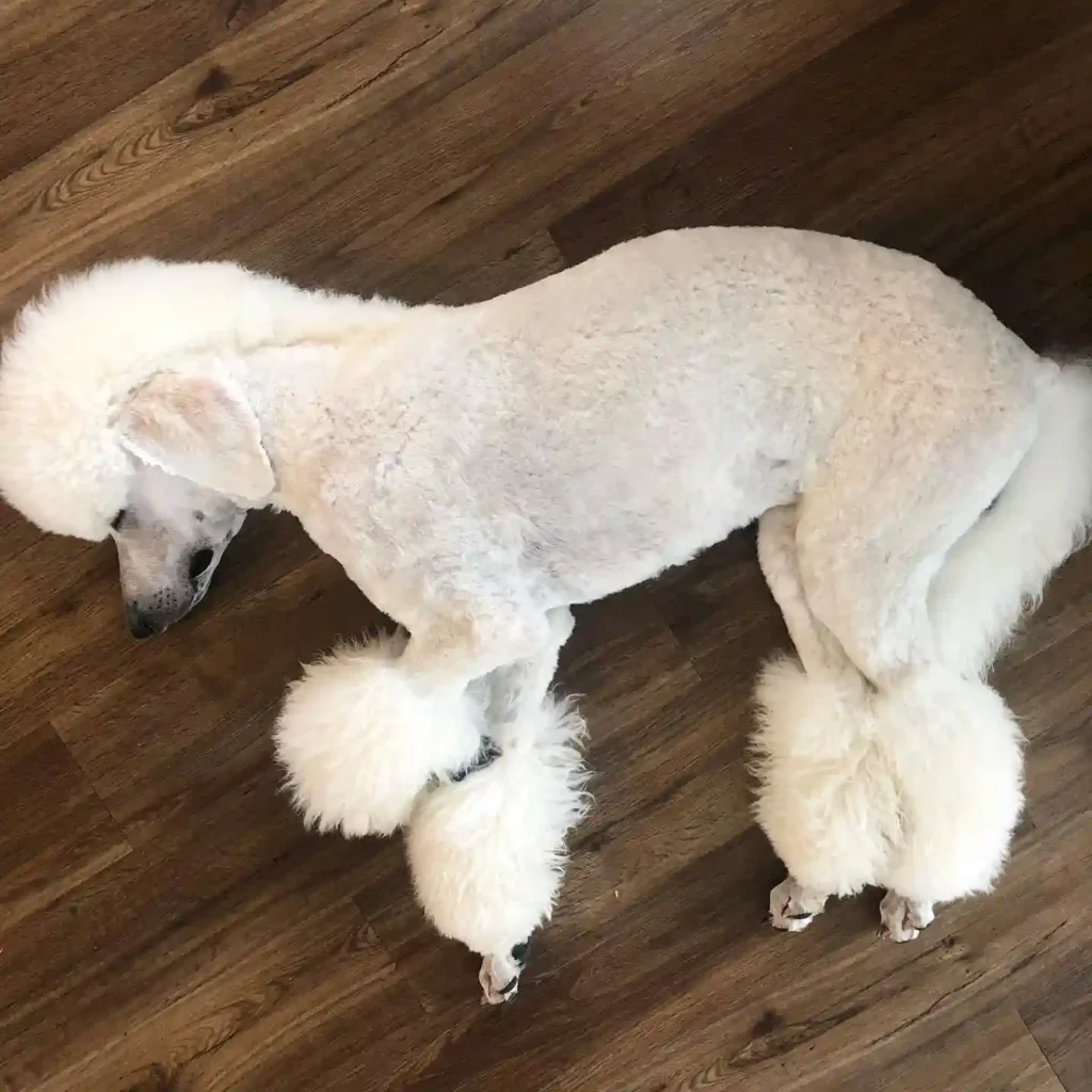 nikolaithestandardpoodle 75333958 401408754118310 2102676287995612753 n 1 1