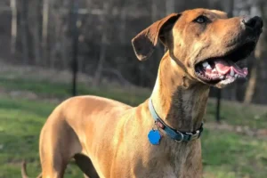 23 Unique Great Dane Mix Dog Breeds Every Owner Must See