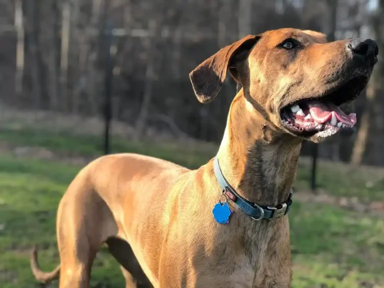 23 Unique Great Dane Mix Dog Breeds Every Owner Must See