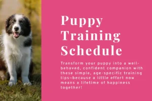Puppy Training Schedule by Age: What to Teach and When