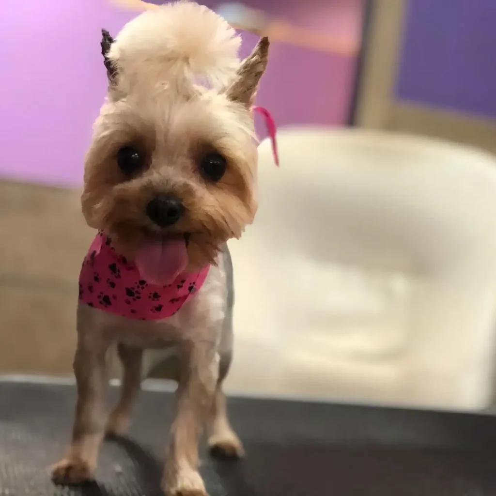 30 Super-Cute Yorkie Haircut Styles You Need to Save! 32 chateau4paws 1 1