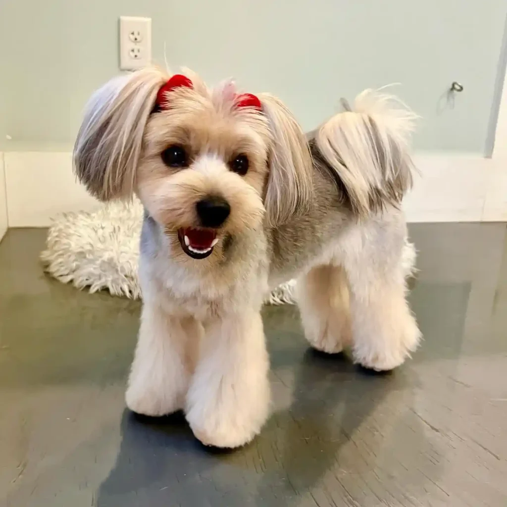 30 Super-Cute Yorkie Haircut Styles You Need to Save! 29 cutsformuttsva 1 1