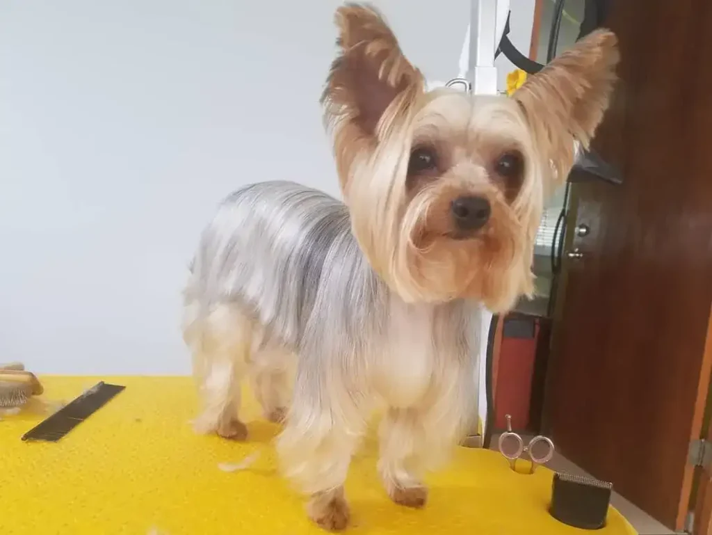 30 Super-Cute Yorkie Haircut Styles You Need to Save! 27 doggieparade 1 1