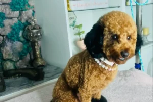 21 Toy Poodle Haircut Styles You Must See (& Maybe Copy!)