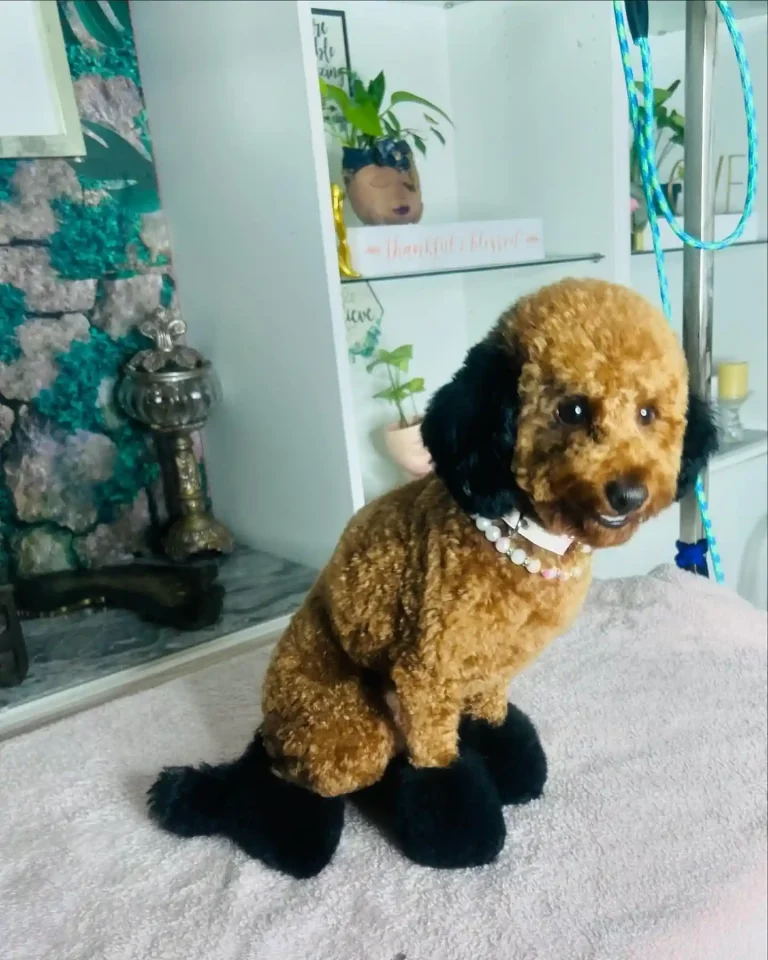 21 Toy Poodle Haircut Styles You Must See (& Maybe Copy!)