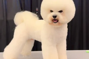 17 Bichon Frise Haircut Styles That Are [Seriously] Cute!
