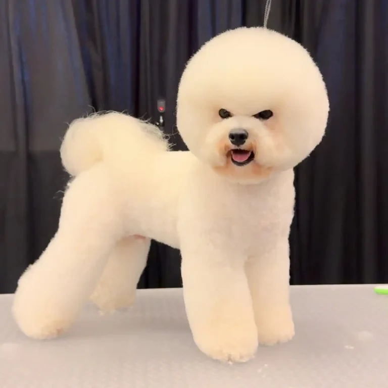 17 Bichon Frise Haircut Styles That Are [Seriously] Cute!