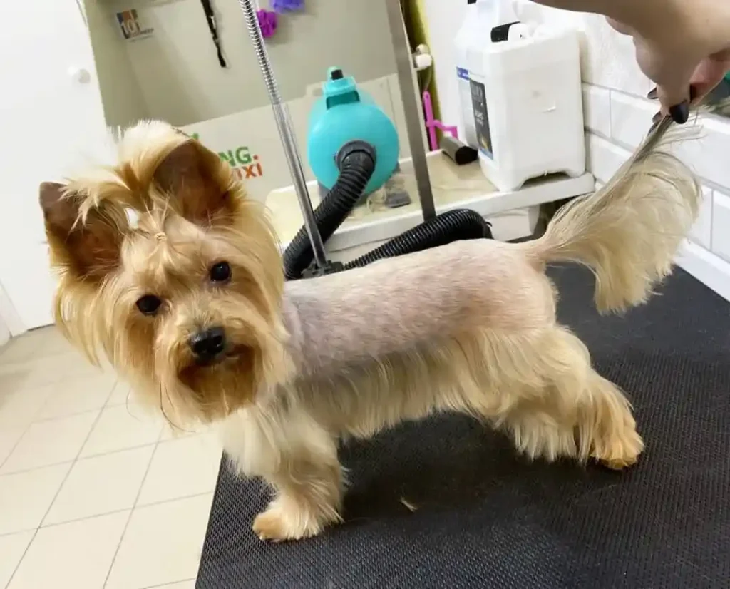 30 Super-Cute Yorkie Haircut Styles You Need to Save! 28 groomi 1 1