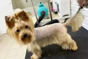 30 Super-Cute Yorkie Haircut Styles You Need to Save!
