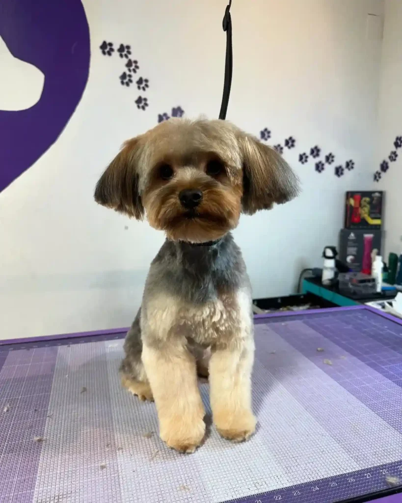 30 Super-Cute Yorkie Haircut Styles You Need to Save! 30 happyheartspetcareatl 1 1