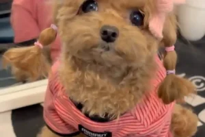 15 Maltipoo Haircut Styles That Are Crazy Cute