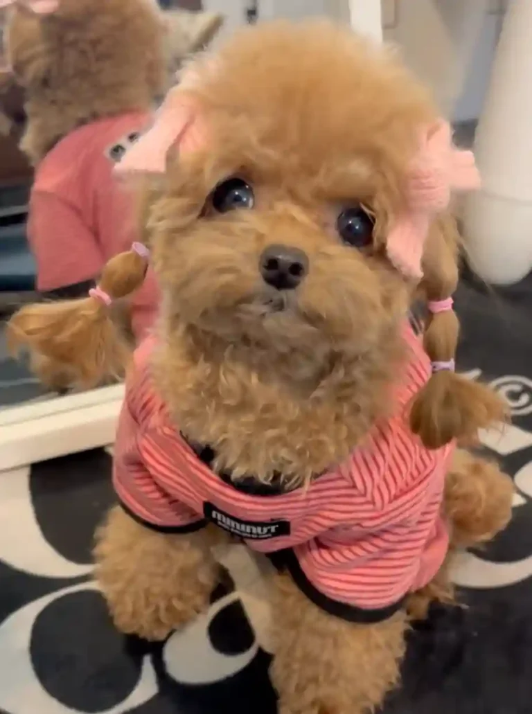 15 Maltipoo Haircut Styles That Are Crazy Cute