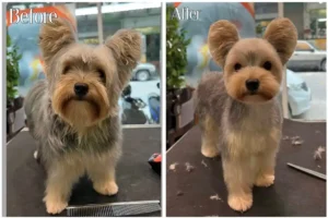 21 Cutest Yorkie Before and After Haircuts Photo!