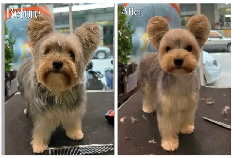 21 Cutest Yorkie Before and After Haircuts Photo!