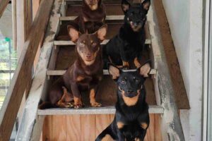 30 Shepard Dog Breeds That Are [Seriously] Smart & Loyal