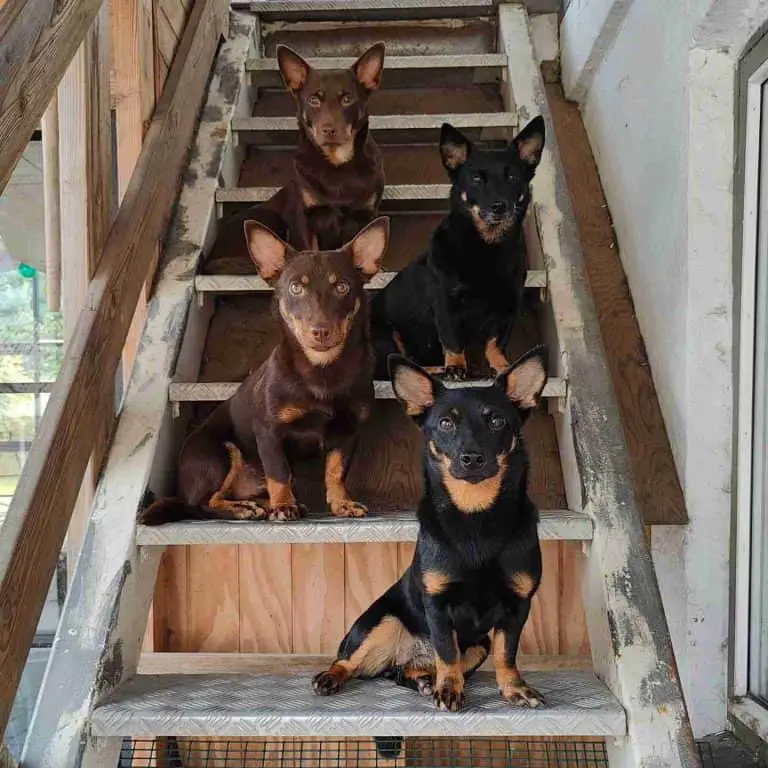 30 Shepard Dog Breeds That Are [Seriously] Smart & Loyal