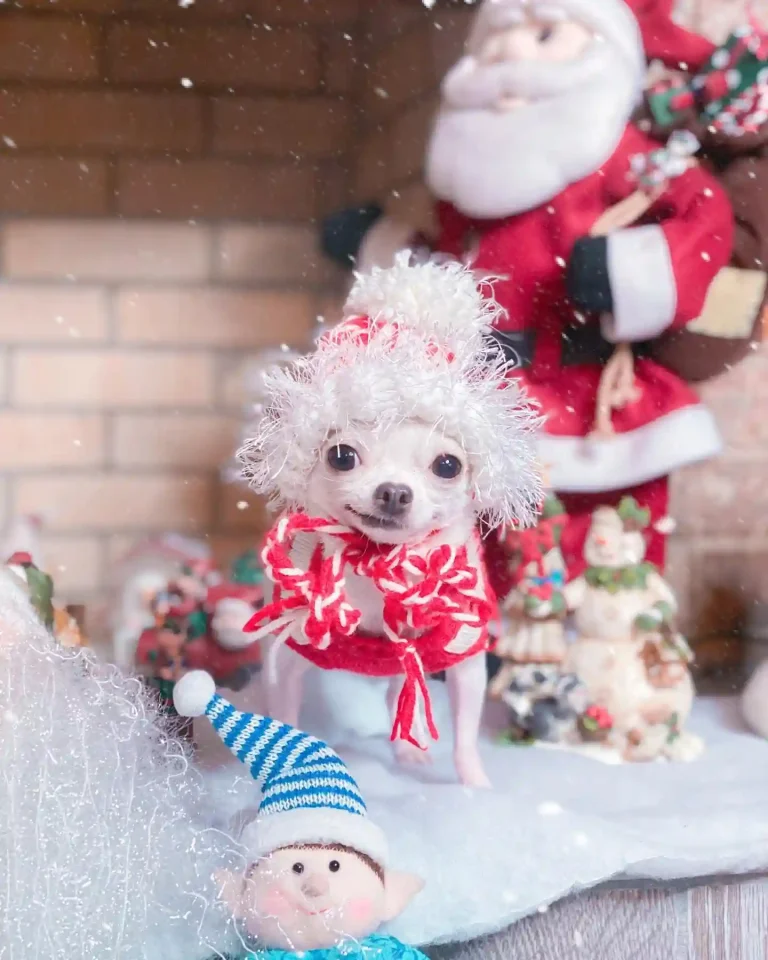 21 Adorable Teacup Dog Breeds That Will Steal Your Heart