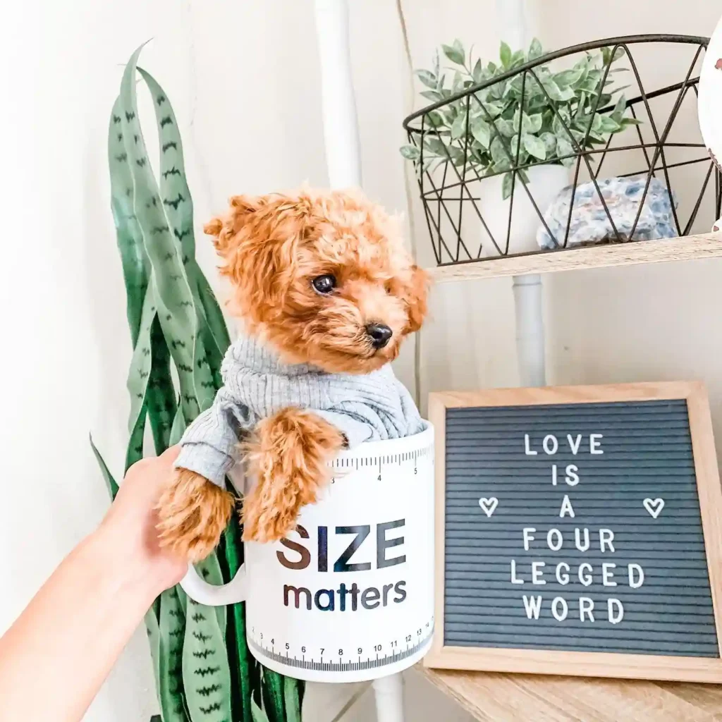 21 Adorable Teacup Dog Breeds That Will Steal Your Heart 2 toypoodle finnegan 118777563 960232617796419 4827190323848778167 n 1 1