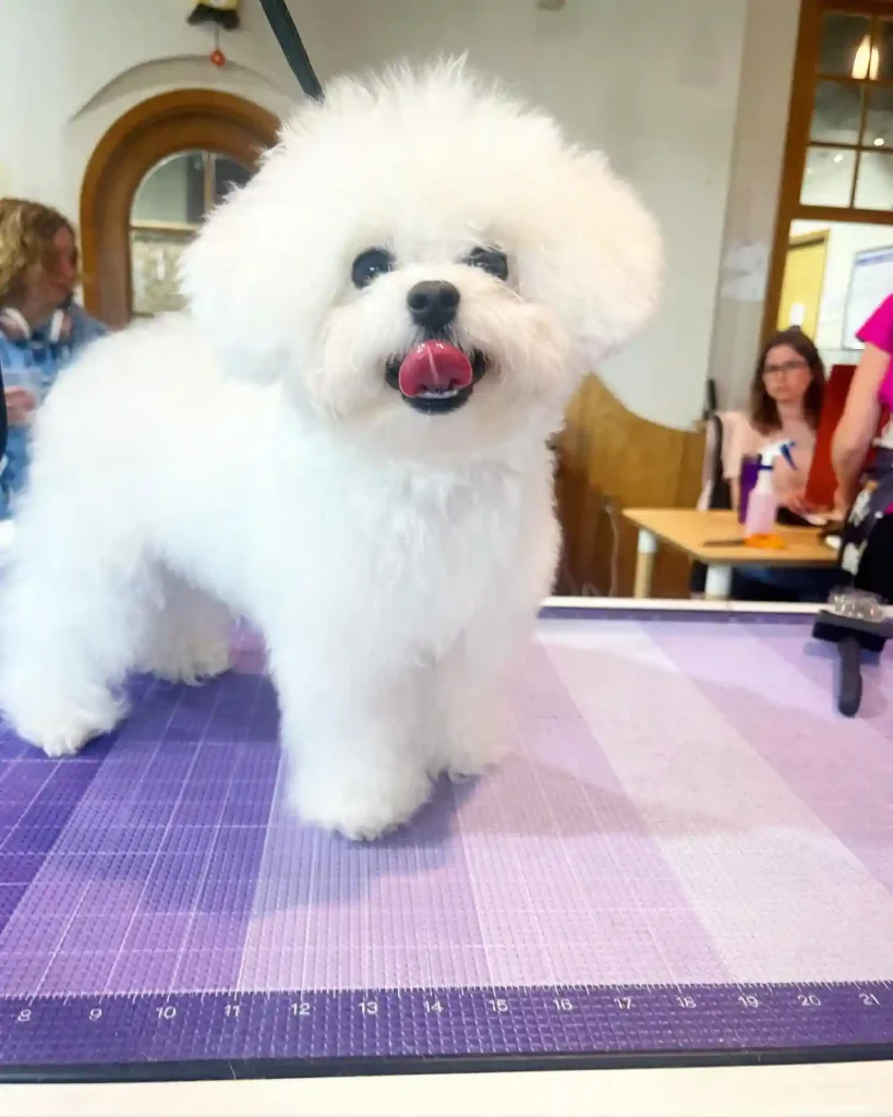21 Adorable Teacup Dog Breeds That Will Steal Your Heart 10 viennapetspaw 436837058 18332095645184590 4198850058146581264 n 1 1