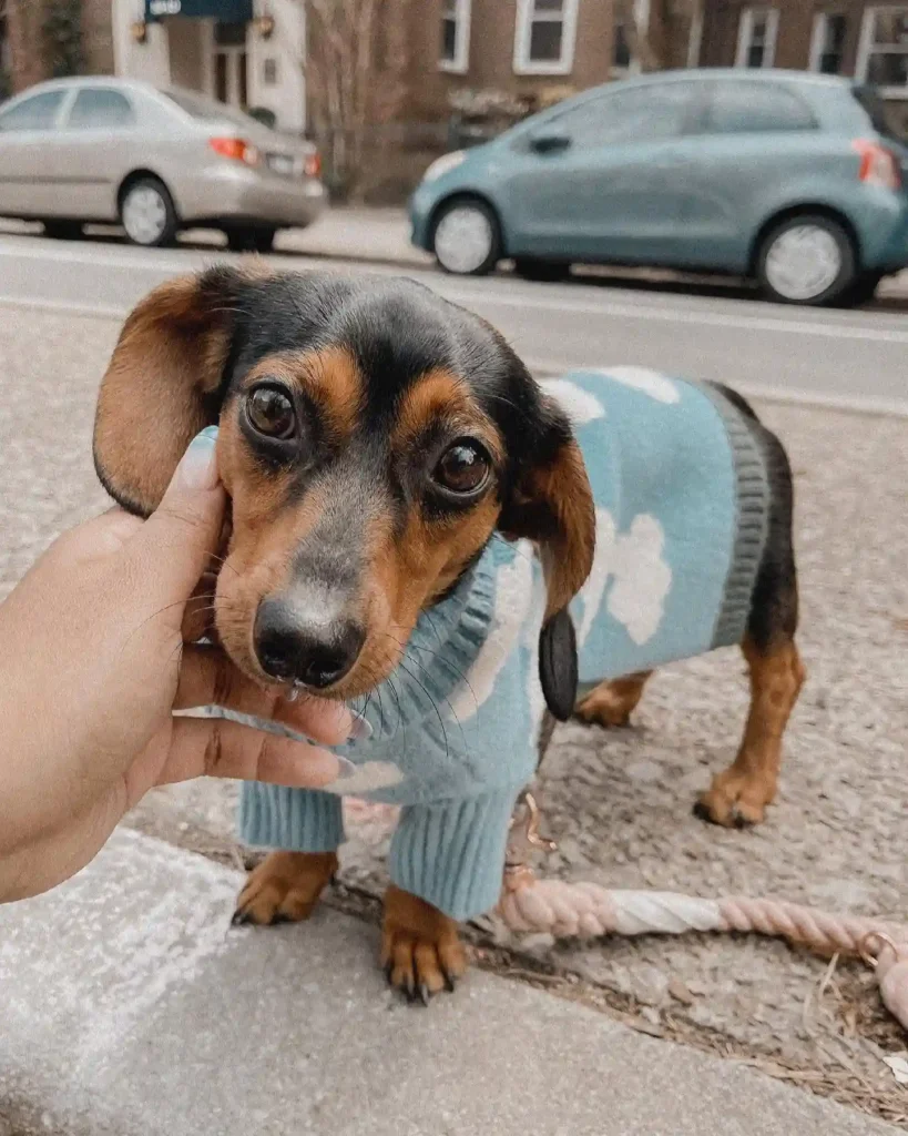 21 Adorable Teacup Dog Breeds That Will Steal Your Heart 13 zoobsessed 173575949 268770484889612 6392517262995144464 n 1 1