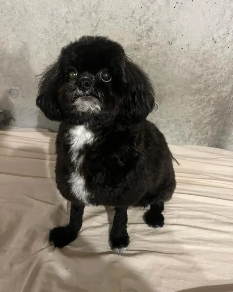 20 Super-Cute Shipoo Dog Haircuts You’ll Totally Want to Try 14 230422 taro