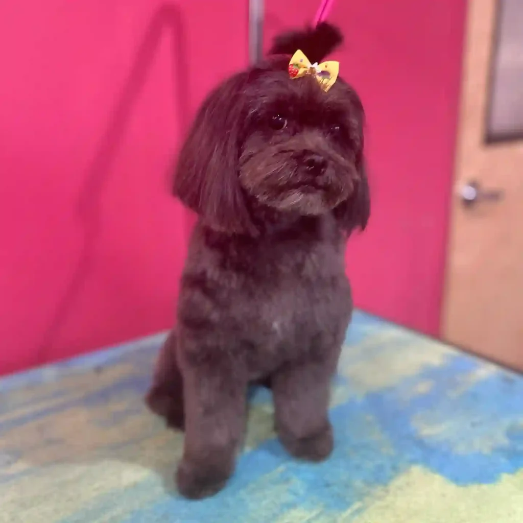 20 Super-Cute Shipoo Dog Haircuts You’ll Totally Want to Try 1 adoredogsalon.isadora 127035049 3571238712925988 8135638353889803447 n