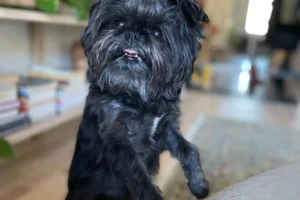15 Best German Dog Breeds [Especially If You Have Kids!]