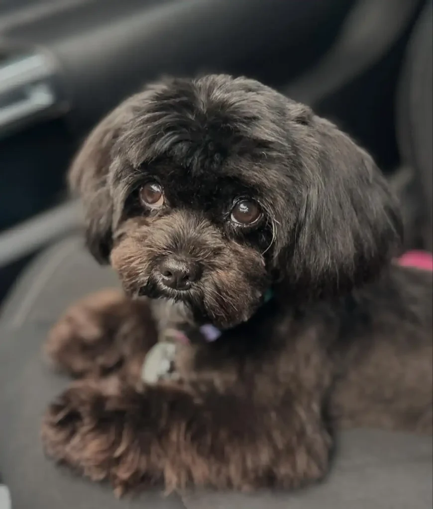 20 Super-Cute Shipoo Dog Haircuts You’ll Totally Want to Try 10 artwithmrz.b