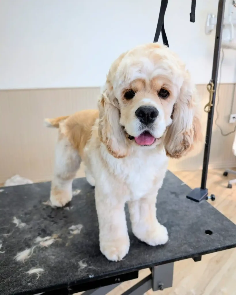 The Only 27 Cocker Spaniel Haircuts Worth Pinning Right Now! 21 bark.spot 469199323 557081023700845 7661831308827821834 n