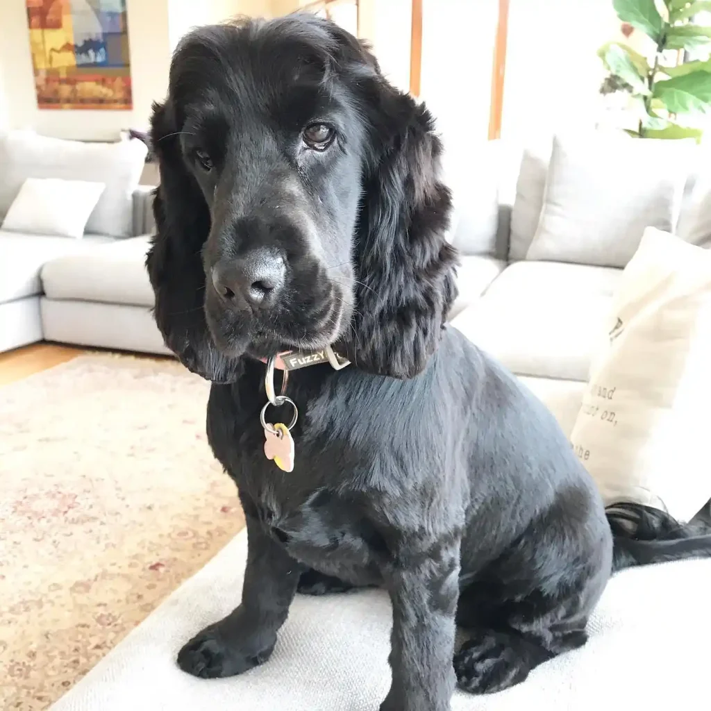 The Only 27 Cocker Spaniel Haircuts Worth Pinning Right Now! 1 bonnie marcail 155502463 790123748263527 2297066710758704661 n