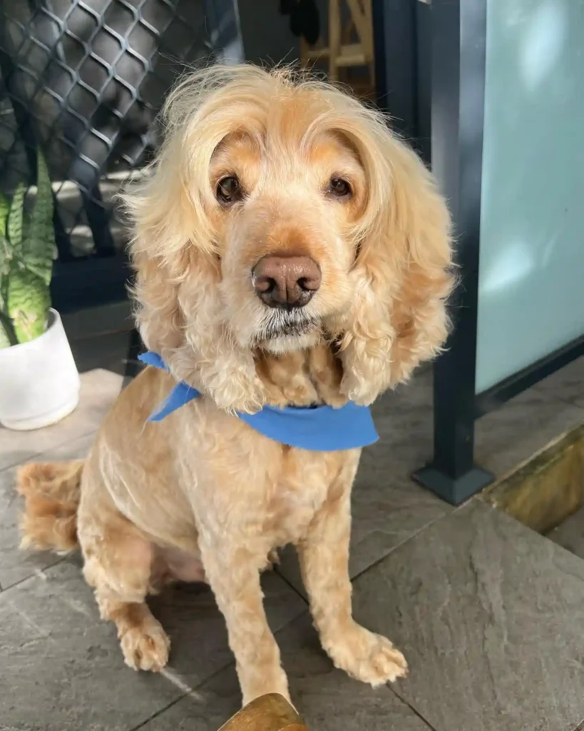 The Only 27 Cocker Spaniel Haircuts Worth Pinning Right Now! 22 boston.cocker 362770806 6649917691734058 7299341399809121817 n
