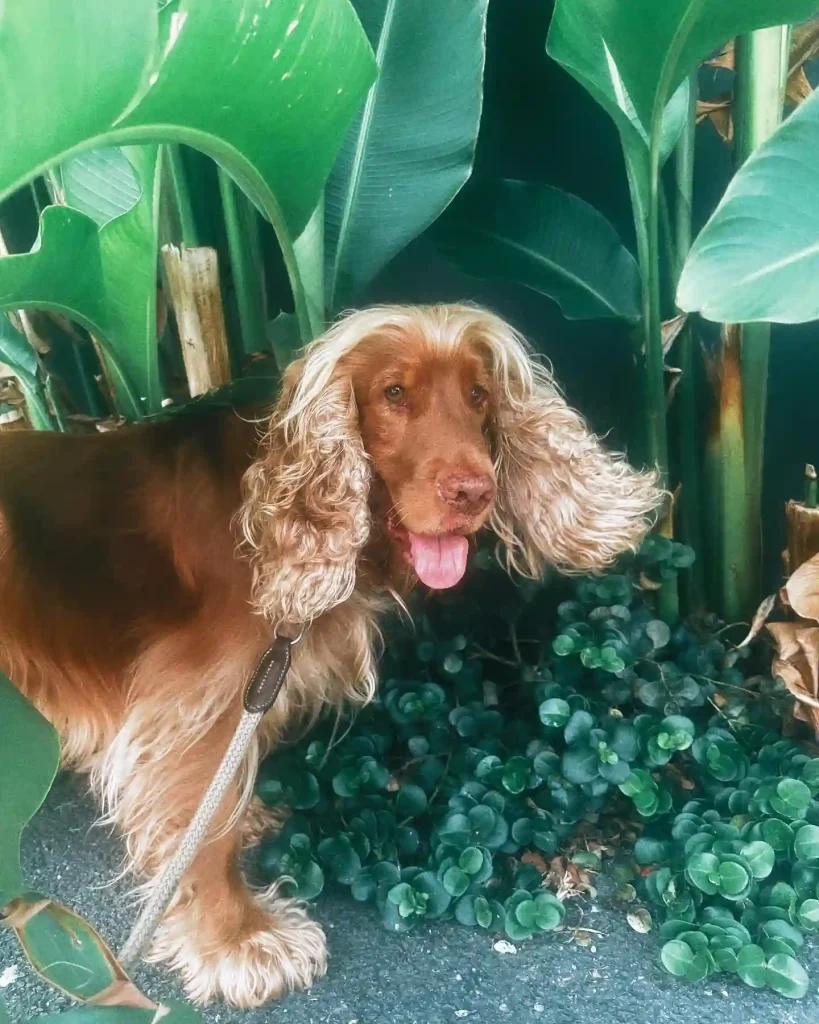 The Only 27 Cocker Spaniel Haircuts Worth Pinning Right Now! 8 bowie.bean 468450858 18063645193764797 2961964145318823447 n