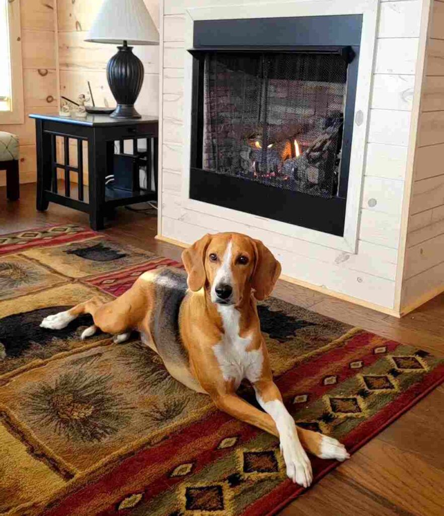 30 Brilliant Hound Dog Breeds That Make Amazing Pets