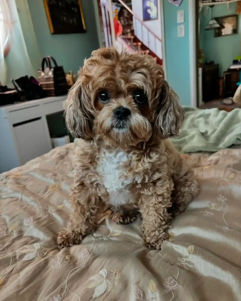 20 Super-Cute Shipoo Dog Haircuts You’ll Totally Want to Try 11 chalotheminimarshmallow