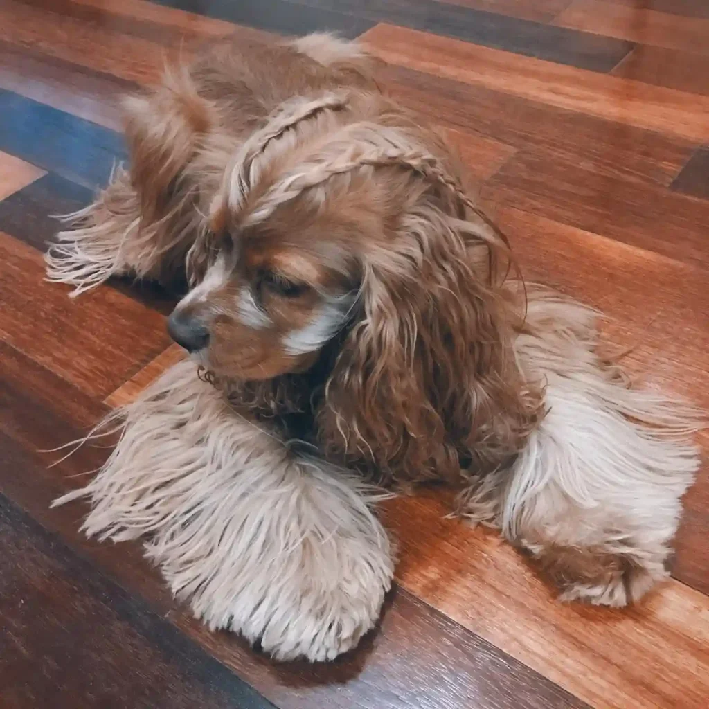 The Only 27 Cocker Spaniel Haircuts Worth Pinning Right Now! 24 cheeriothecockerspaniel 195464751 3889364721180676 4953392903037525153 n