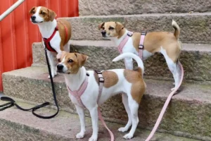 30 Brilliant Working Dog Breeds You [Probably] Haven’t Met