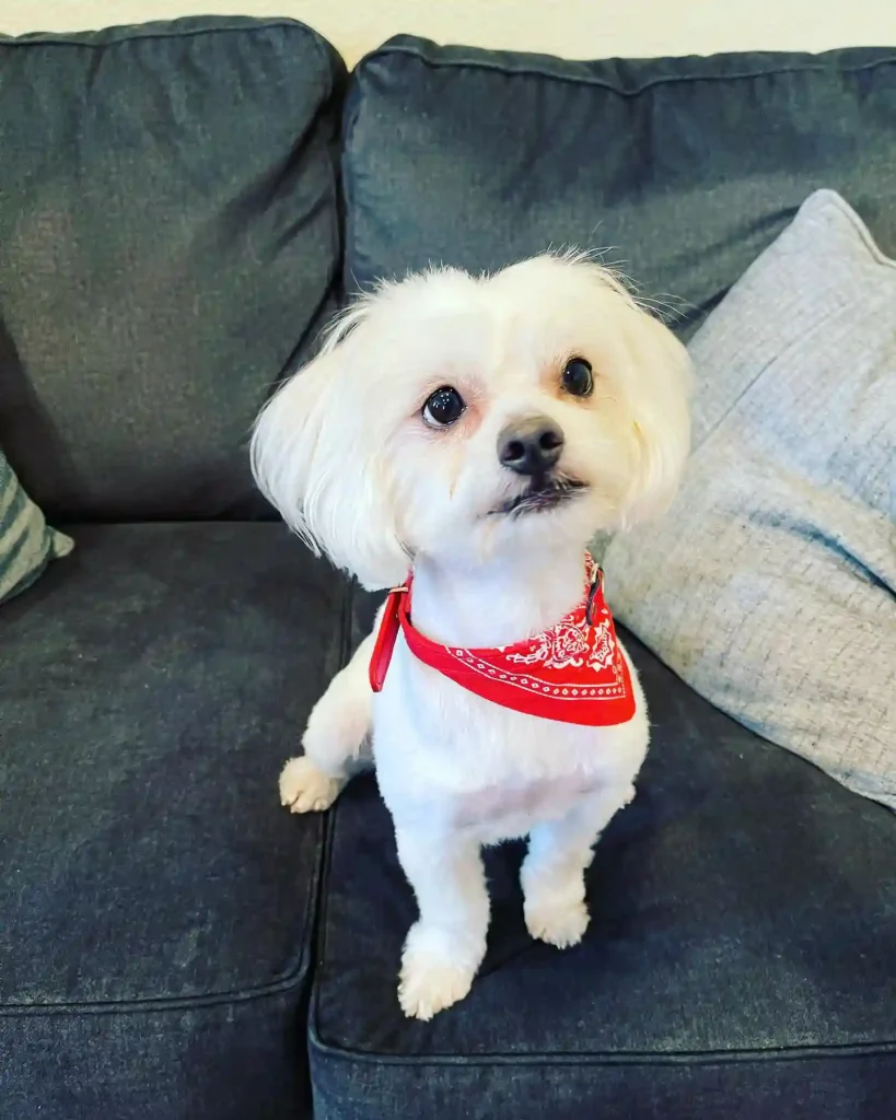 20 Super-Cute Shipoo Dog Haircuts You’ll Totally Want to Try 2 coco coconuts 720 193141621 819746132291846 4984559174139084794 n