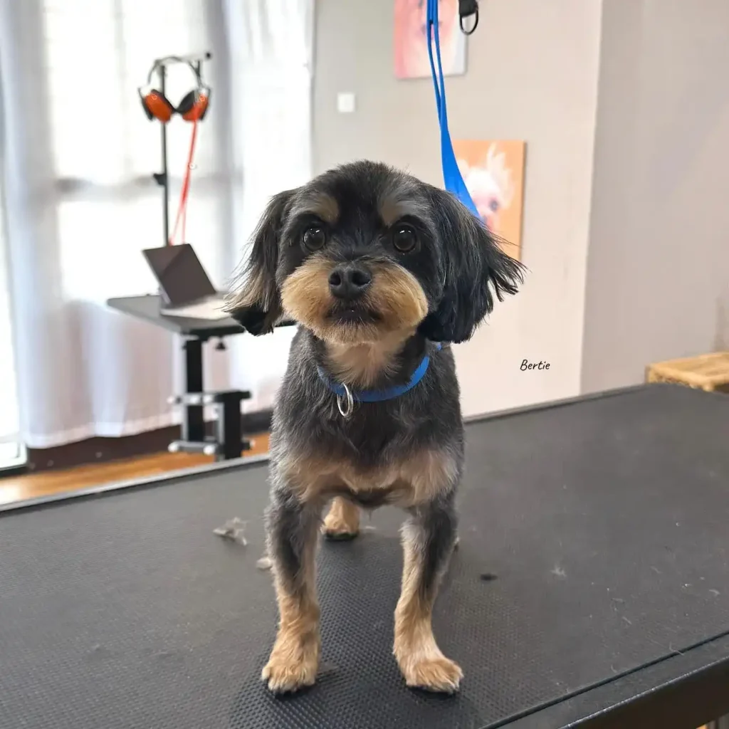 20 Super-Cute Shipoo Dog Haircuts You’ll Totally Want to Try 18 cozypetstudio