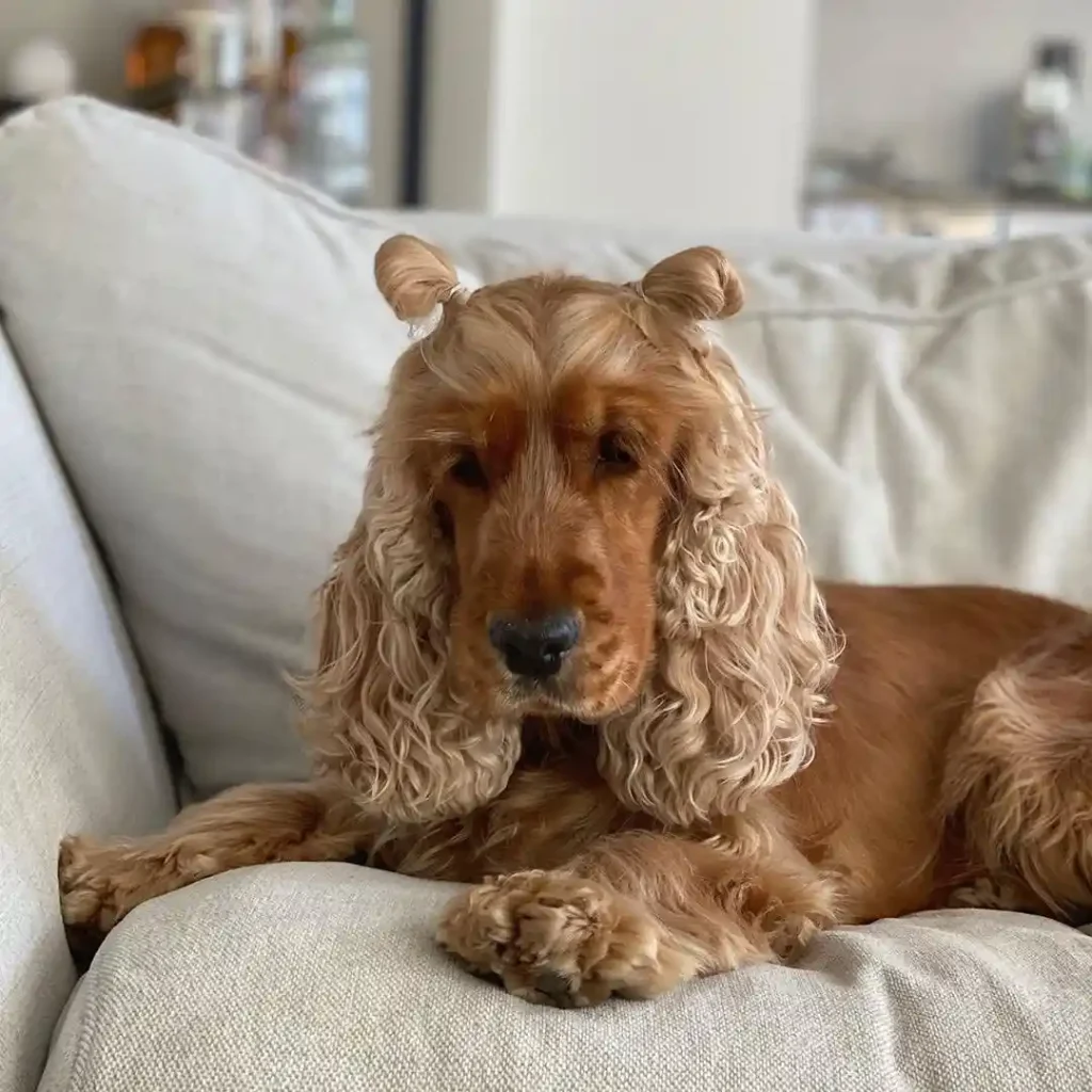 The Only 27 Cocker Spaniel Haircuts Worth Pinning Right Now! 16 cutest daily 116042541 898546597291468 481860023902839280 n