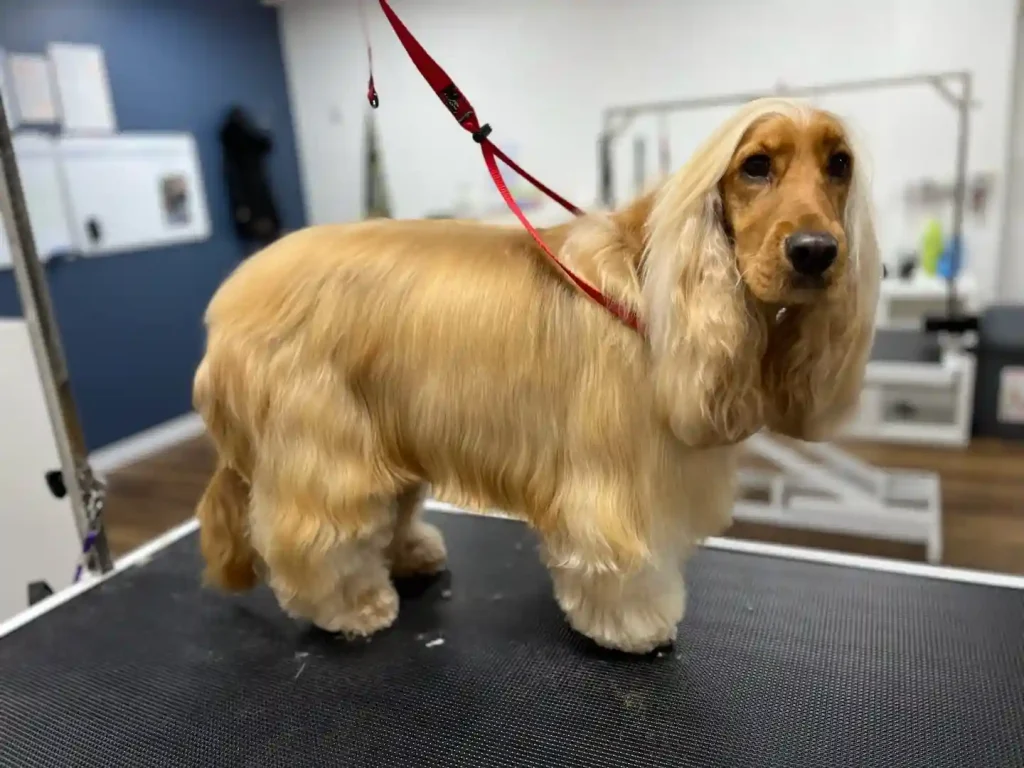 The Only 27 Cocker Spaniel Haircuts Worth Pinning Right Now! 23 dapperdoggroomingandspa 442272673 959038282331564 3805761433315050823 n